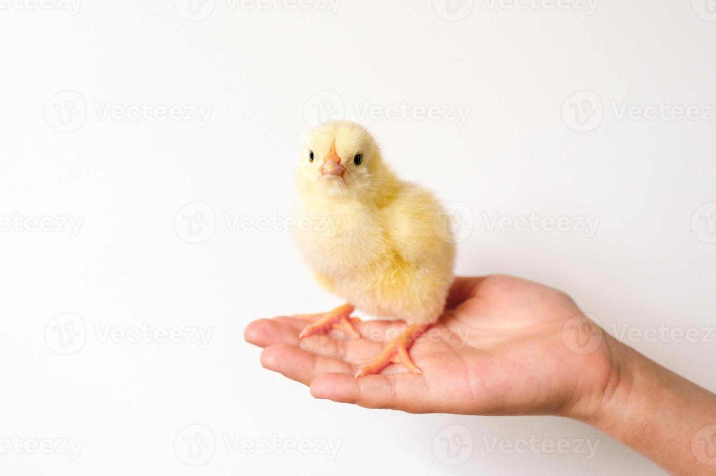 Küken Huhn Baby Neugeborenes foto