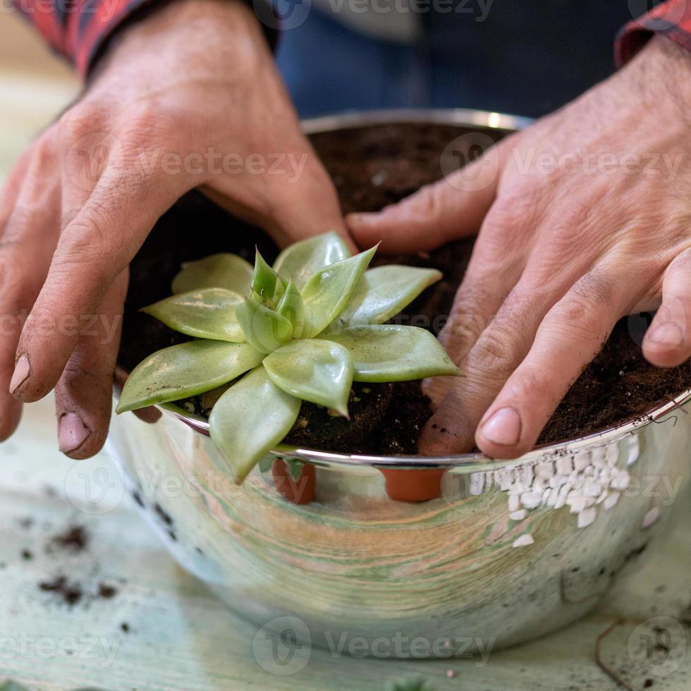 Gärtner, der Terrarien mit Sukkulentenkakteen pflanzt foto