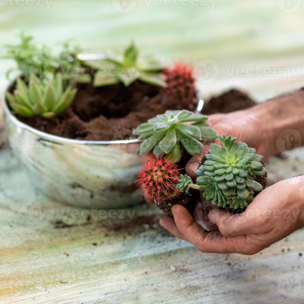 Gärtner, der Terrarien mit Sukkulentenkakteen pflanzt foto