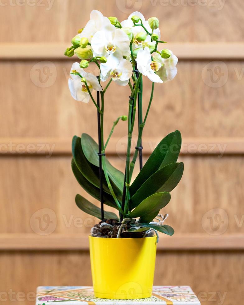 schöne Mottenorchidee Phalaenopsis im gelben Topf foto