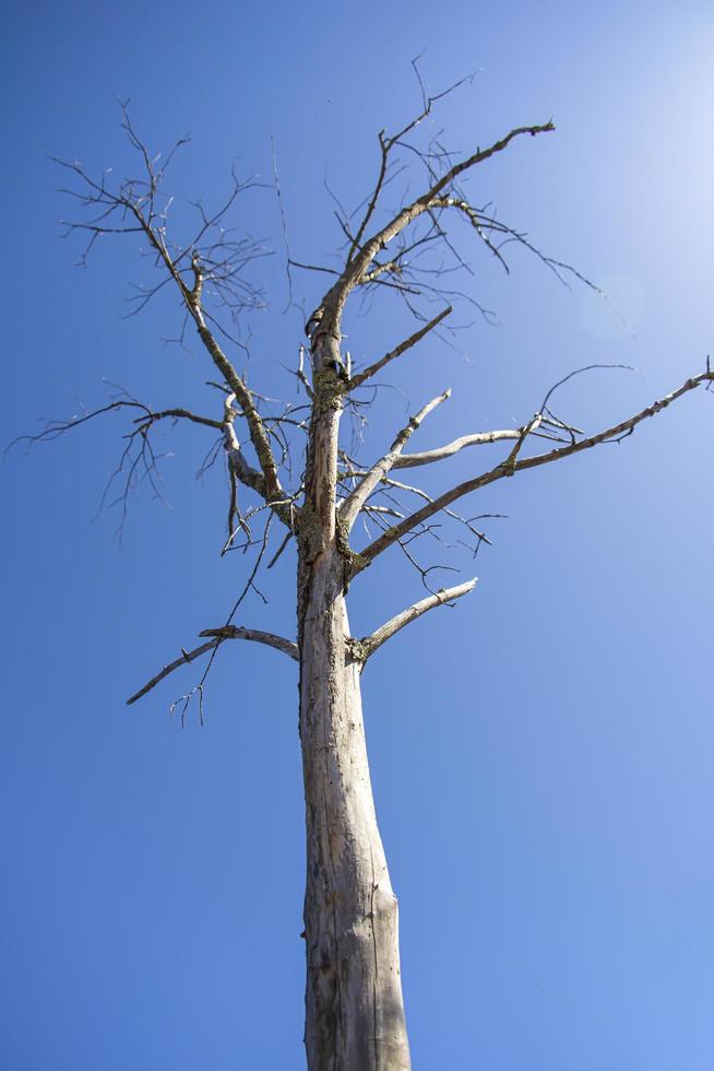 unfruchtbare Bäume in einem blauen Himmel im Frühjahr foto