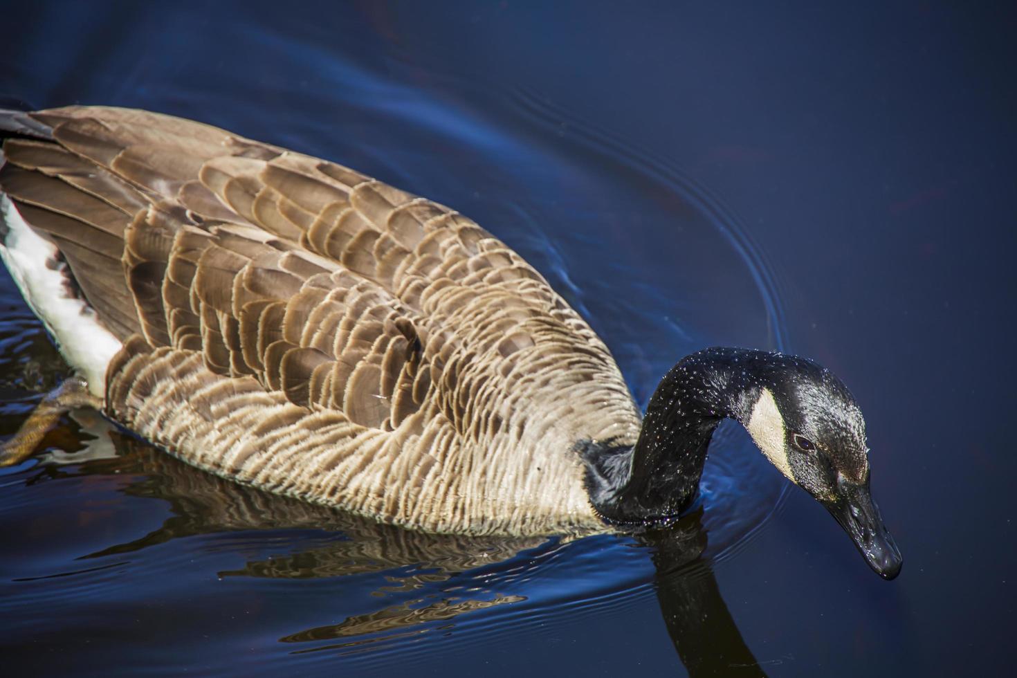 Kanadische Gans, die auf dem Wasser eines Teiches schwimmt foto