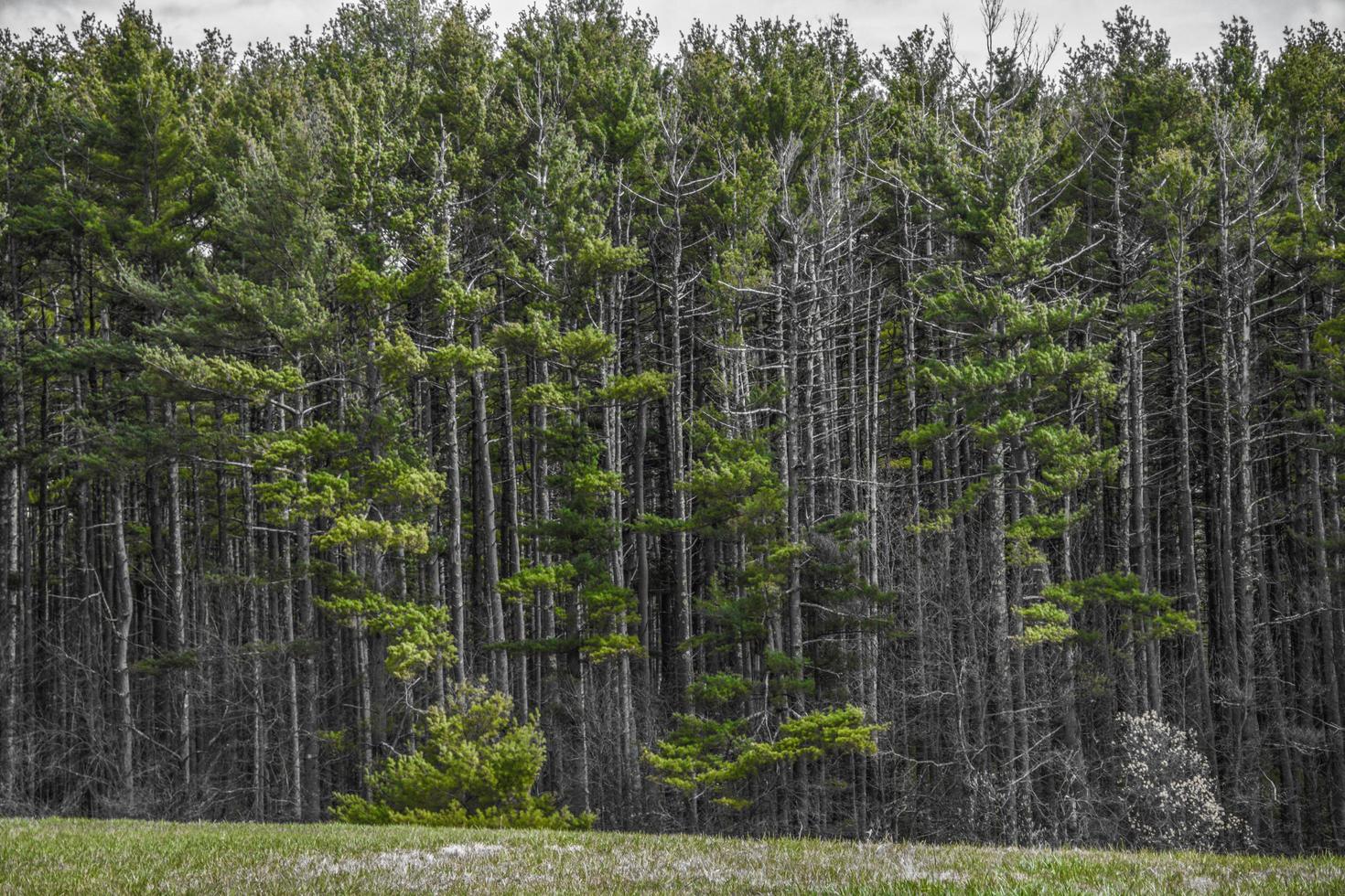 grüne Kiefern im Wald im Frühjahr foto