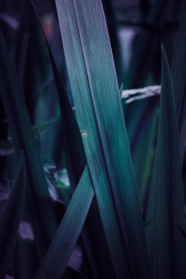 blaue Pflanzenblätter im blauen Hintergrund des Frühlings foto