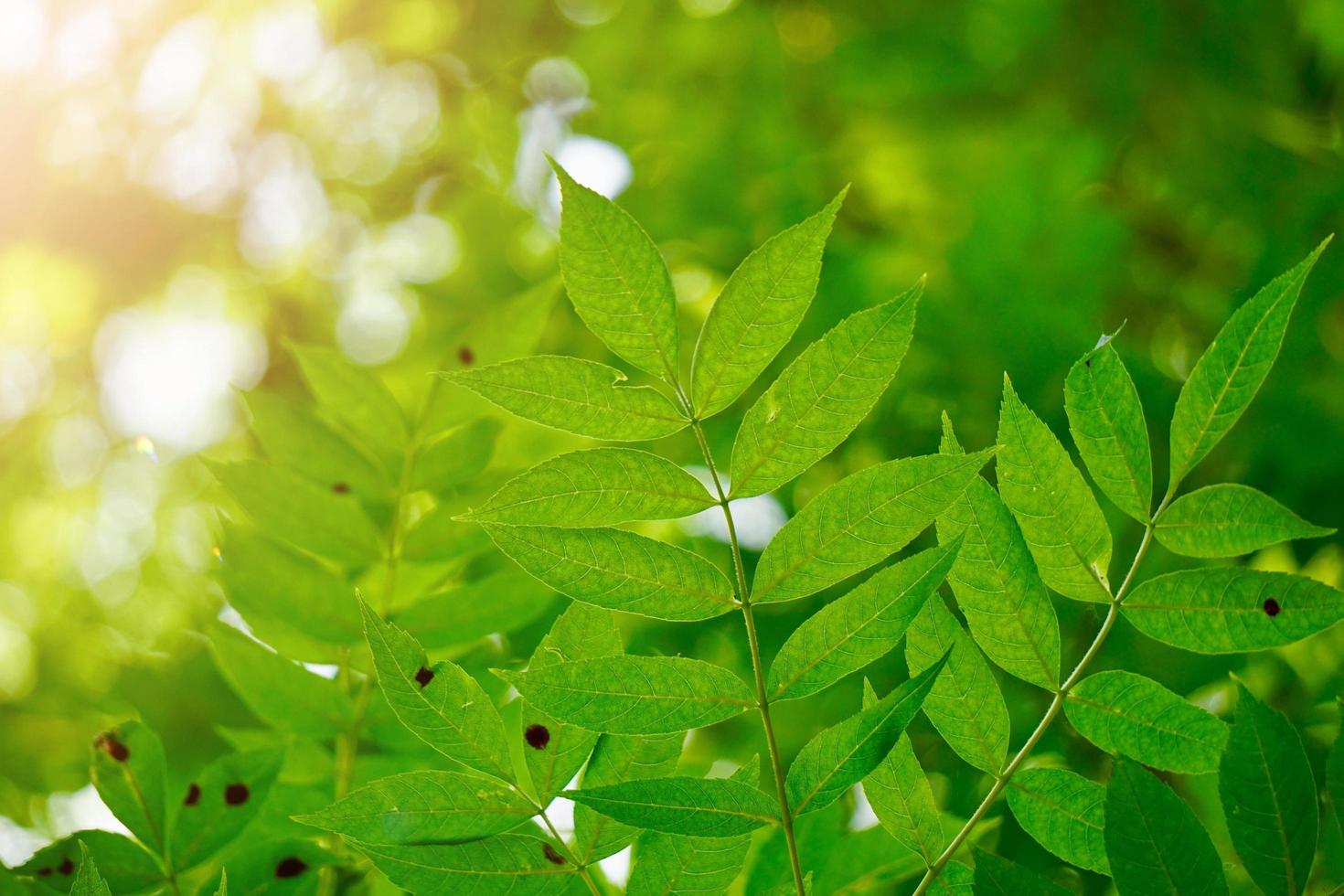 grüner Baum verlässt im grünen Hintergrund der Frühlingssaison foto