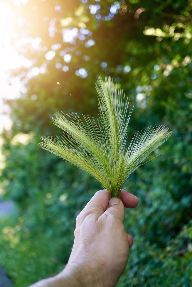 Hand hält eine schöne Blume in der Frühlingssaison foto