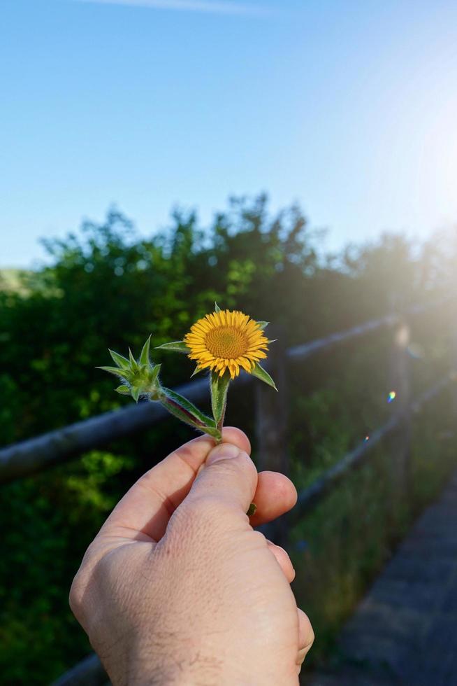 Hand hält eine schöne Blume in der Frühlingssaison foto