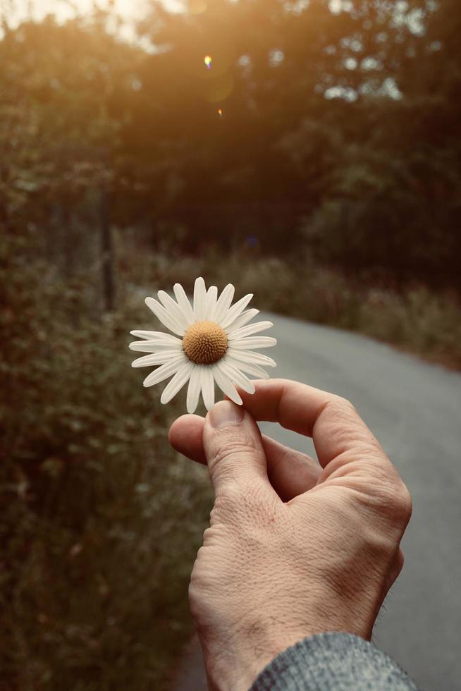 Hand hält eine schöne Blume in der Frühlingssaison foto