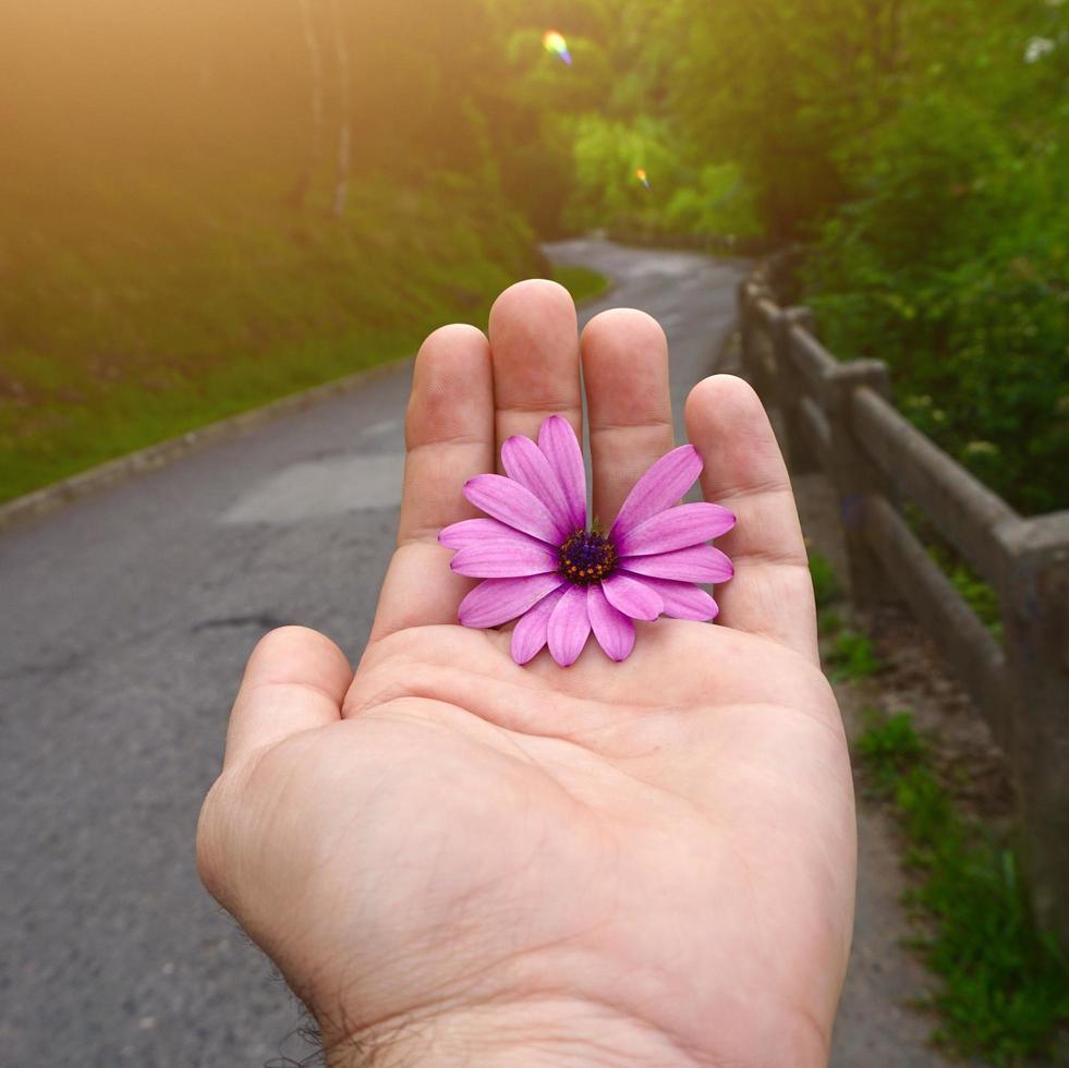 Hand hält eine schöne Blume in der Frühlingssaison foto