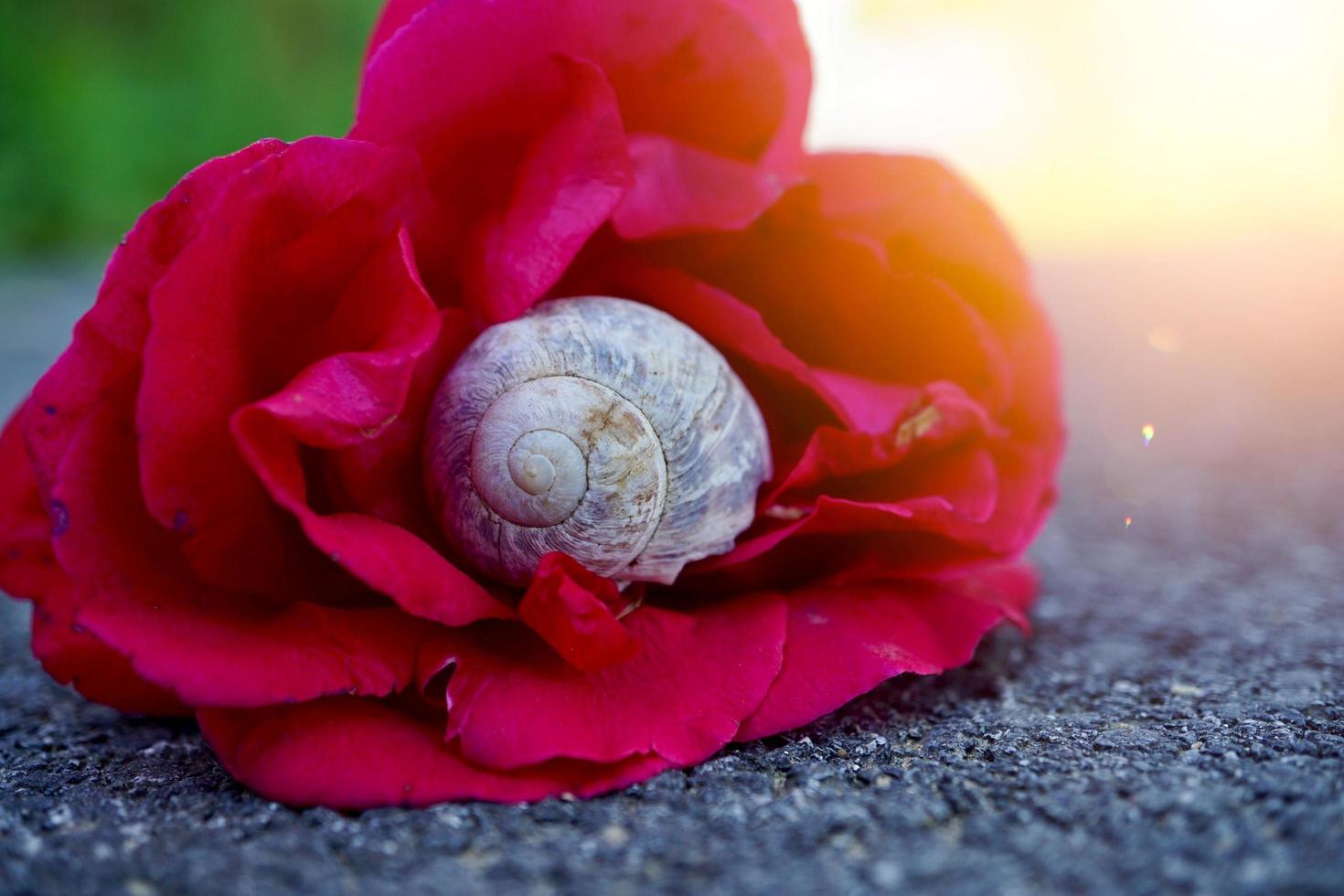 kleine weiße Schnecke in der Natur foto