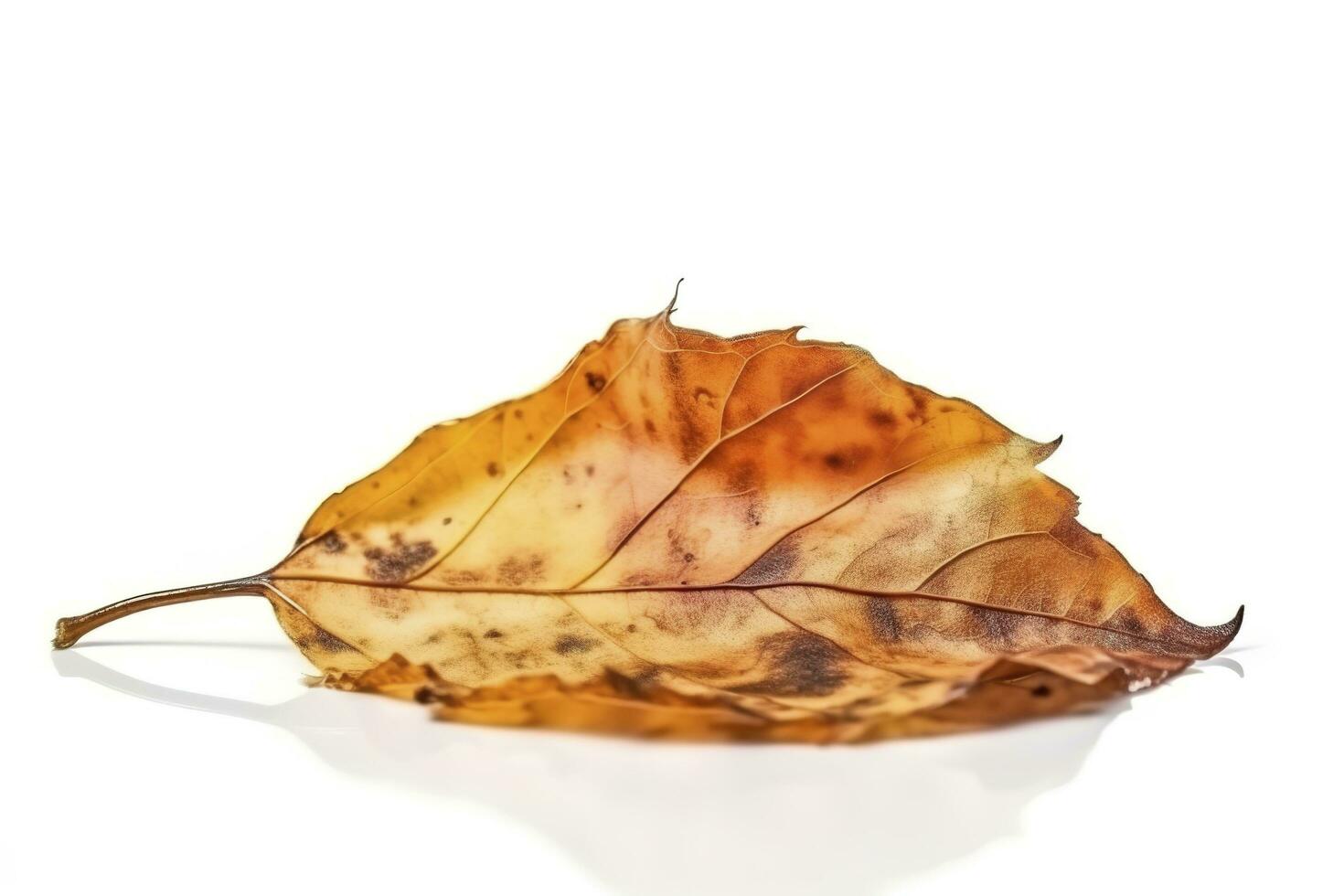 groß getrocknet Herbst braun Blatt auf ein Weiß Hintergrund , generieren ai foto