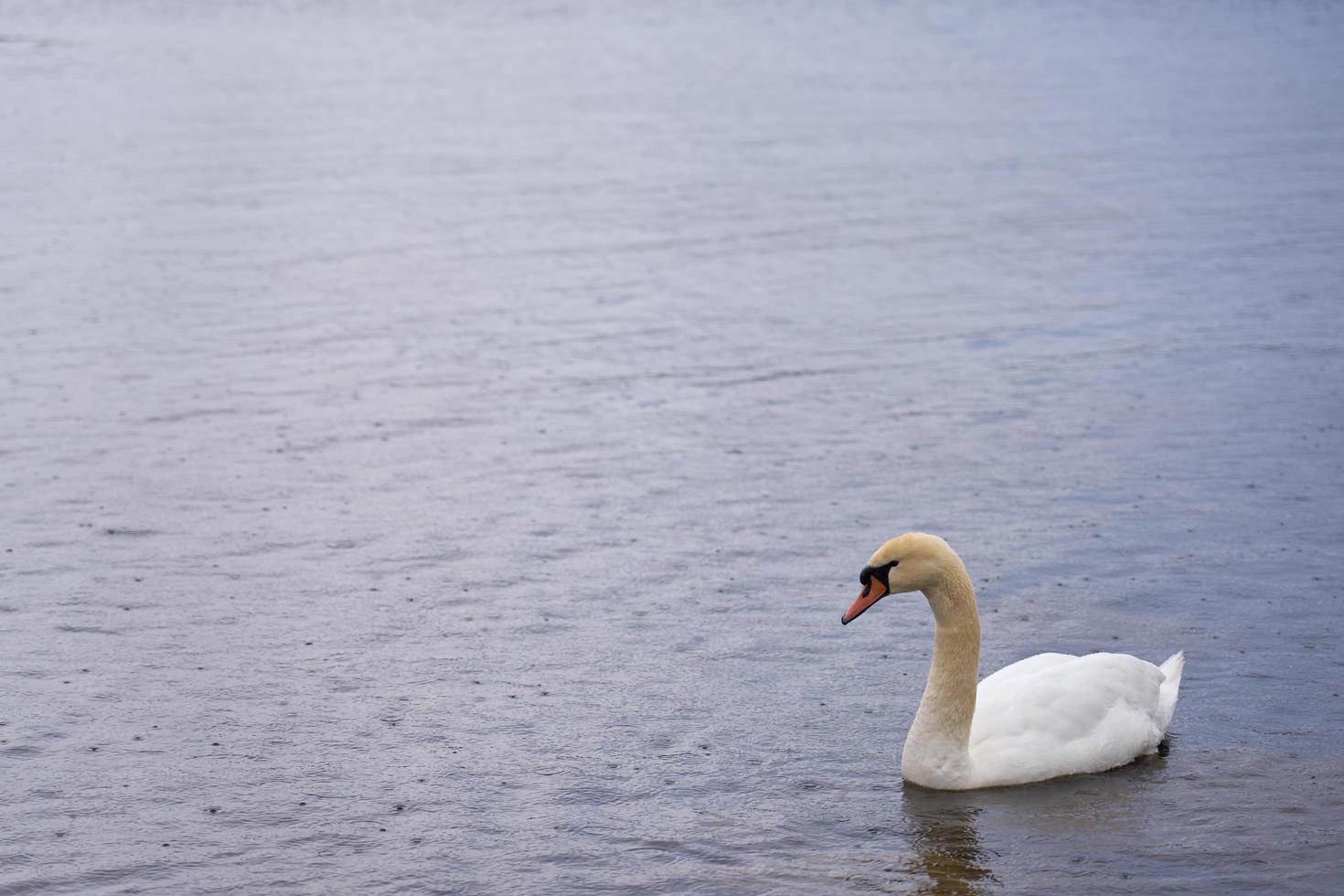 weißer Schwan an der Ostseeküste in Finnland foto