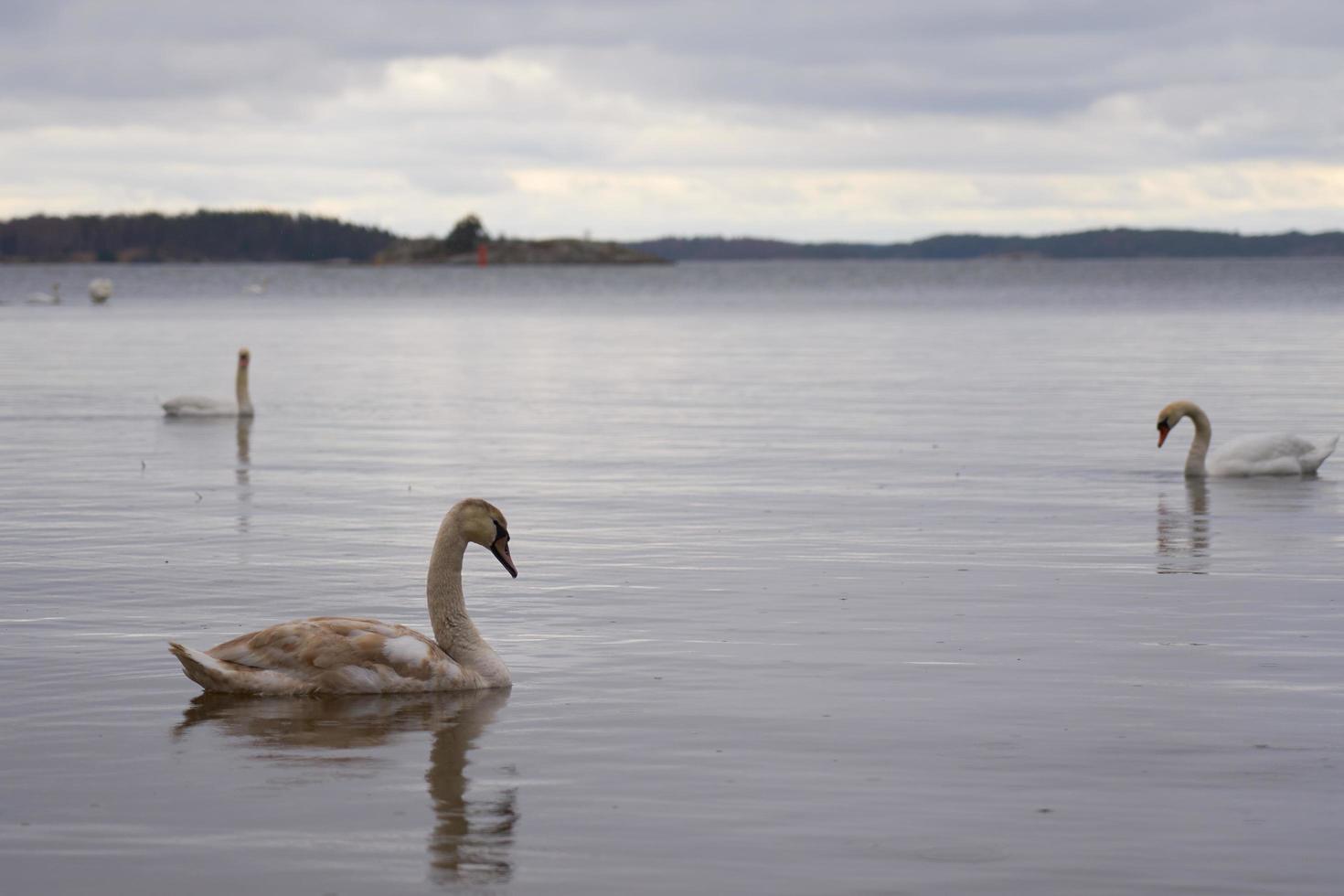 weiße Schwanenfamilie an der Ostseeküste in Finnland foto