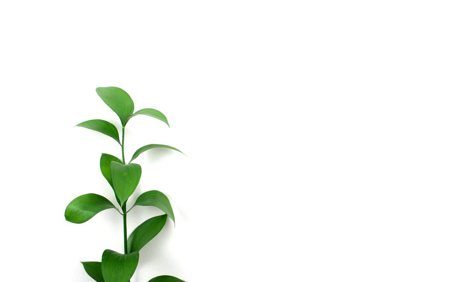 grüner Blattzweig gegen weißen Hintergrund foto