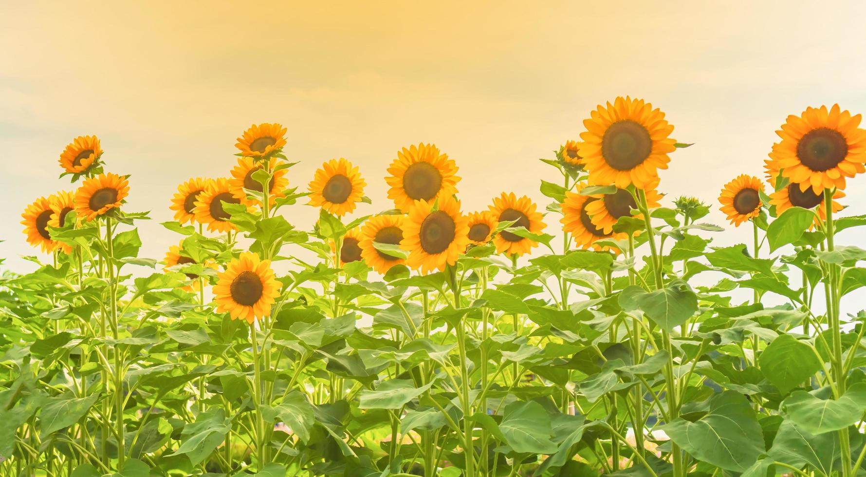 Im Garten blühen Sonnenblumen foto