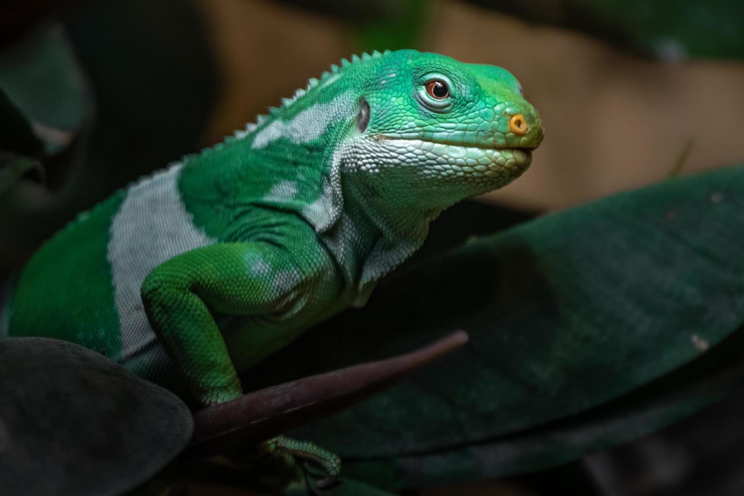 Leguan mit Fidschi-Band foto