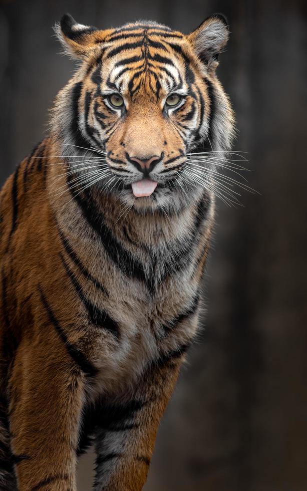 Porträt des Sumatra-Tigers foto