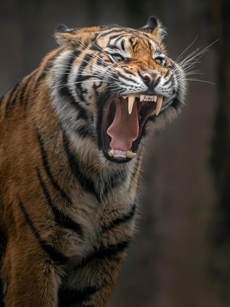 Porträt des Sumatra-Tigers foto