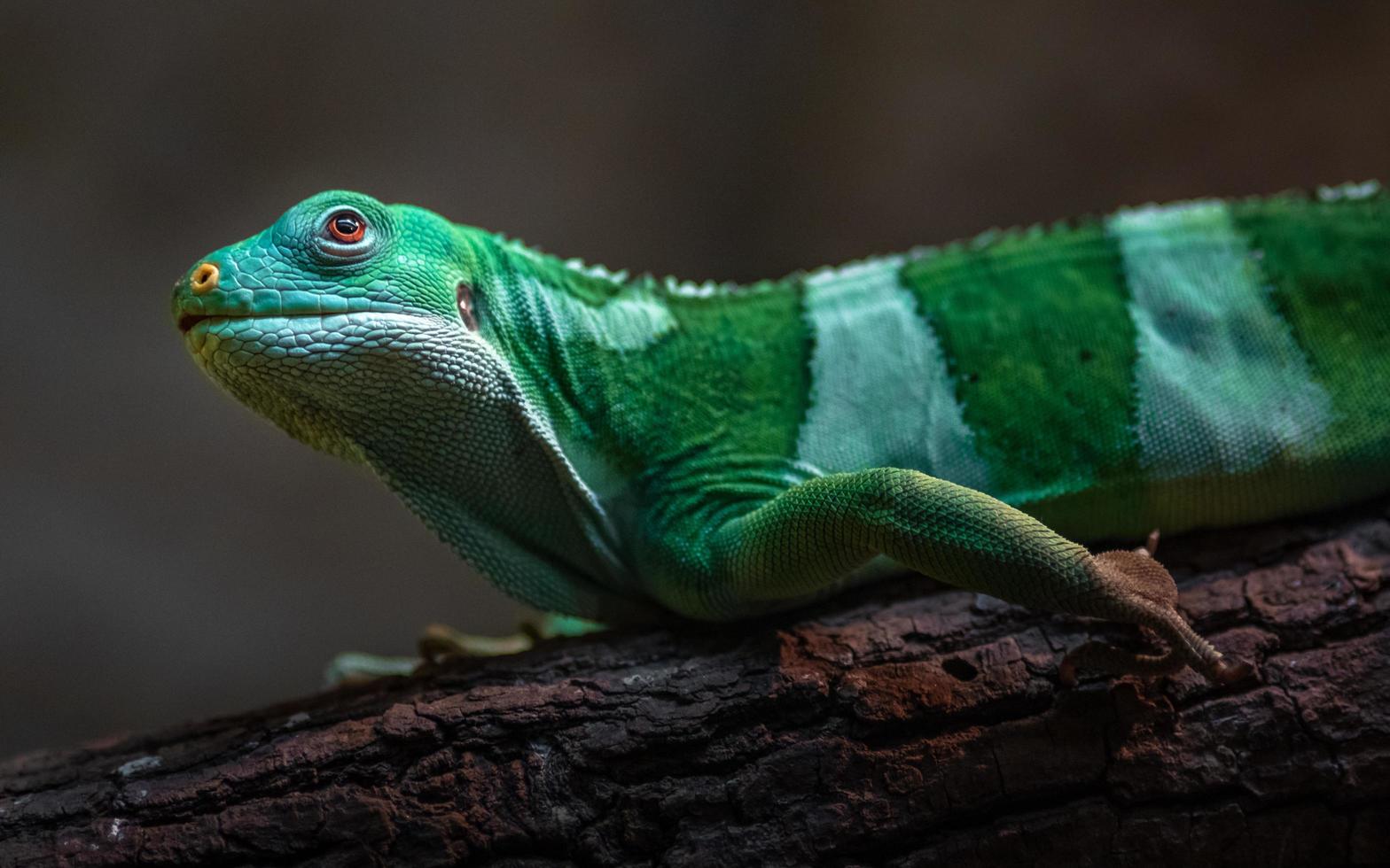 Leguan mit Fidschi-Band foto