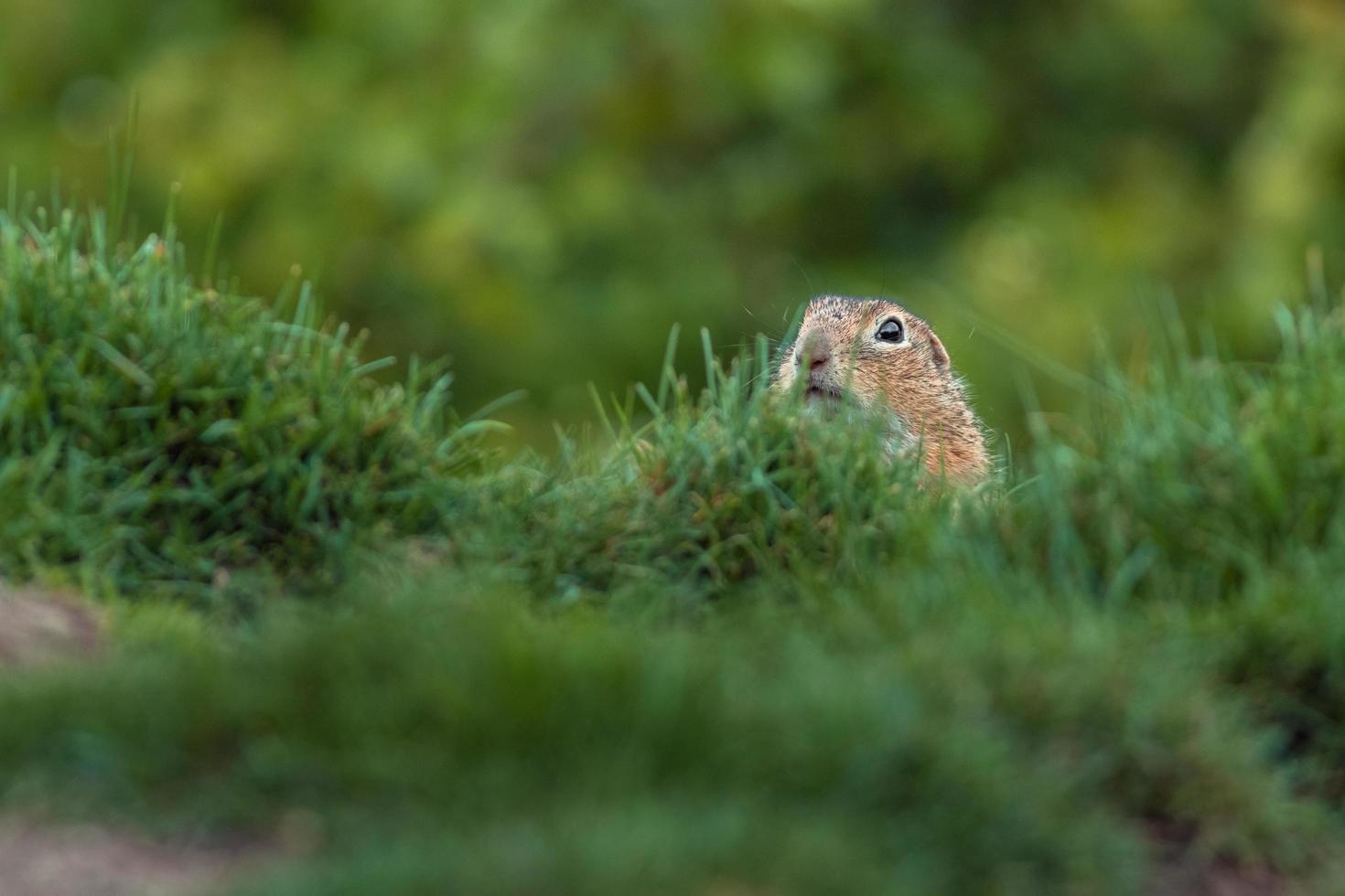 Europäisches Grundeichhörnchen foto