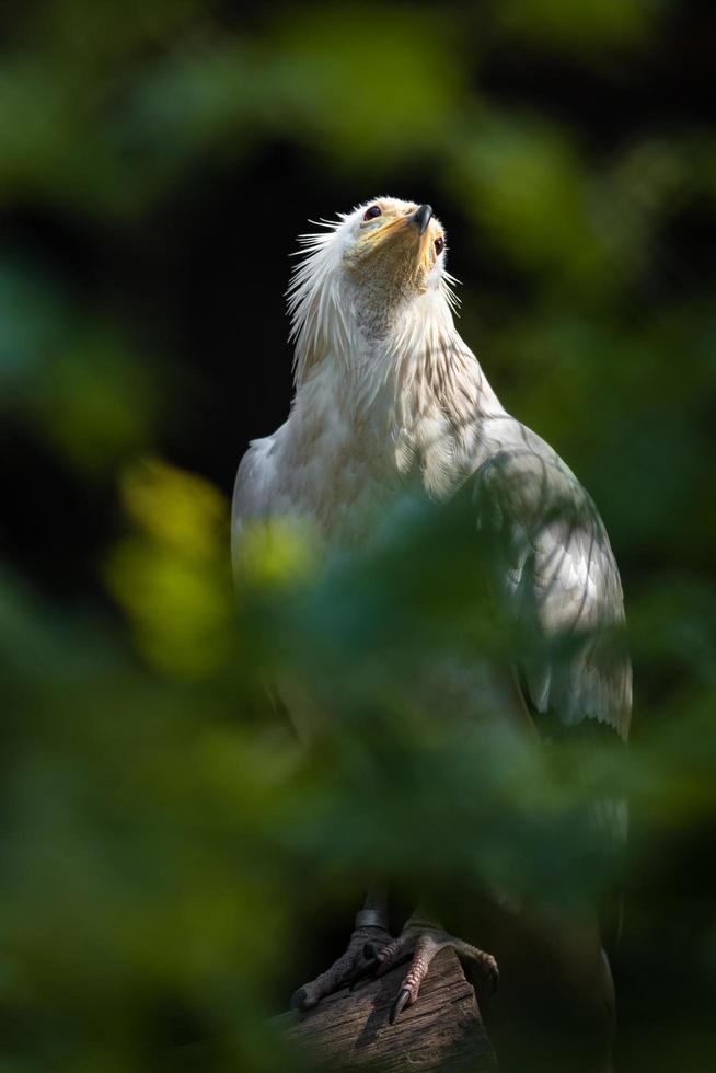 ägyptischer Geier hinter Blättern foto