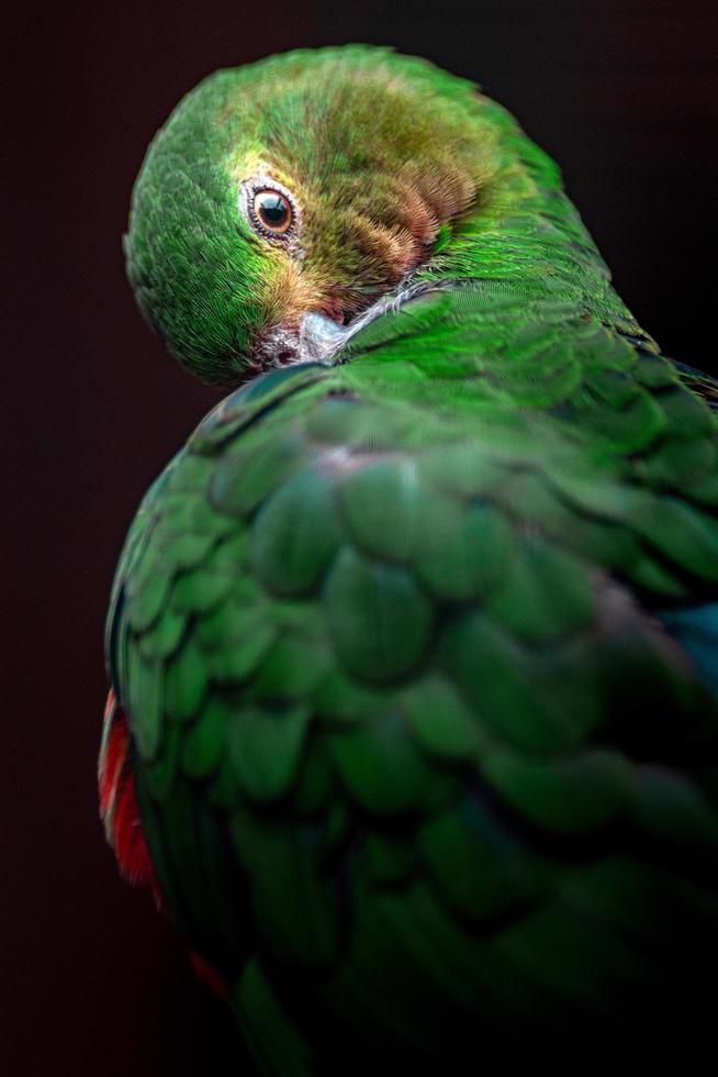 australischer Königspapagei foto