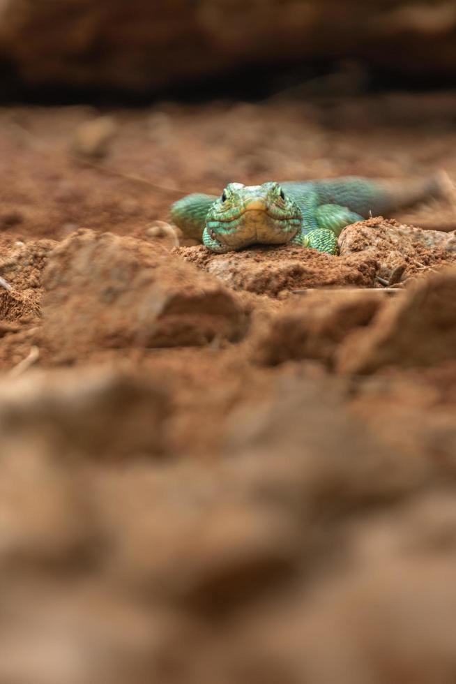 okellierte Eidechse auf Felsen foto