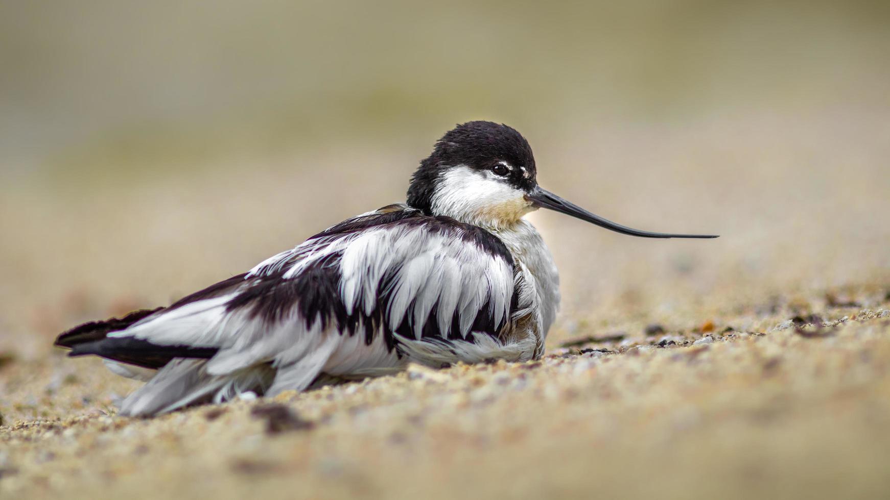 Porträt von gescheckten Avocet foto