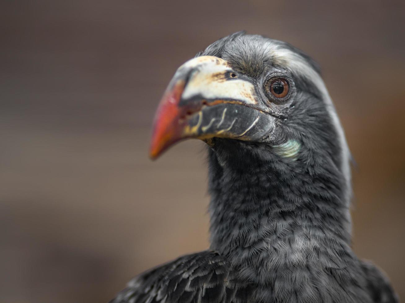 afrikanischer grauer Nashornvogel foto