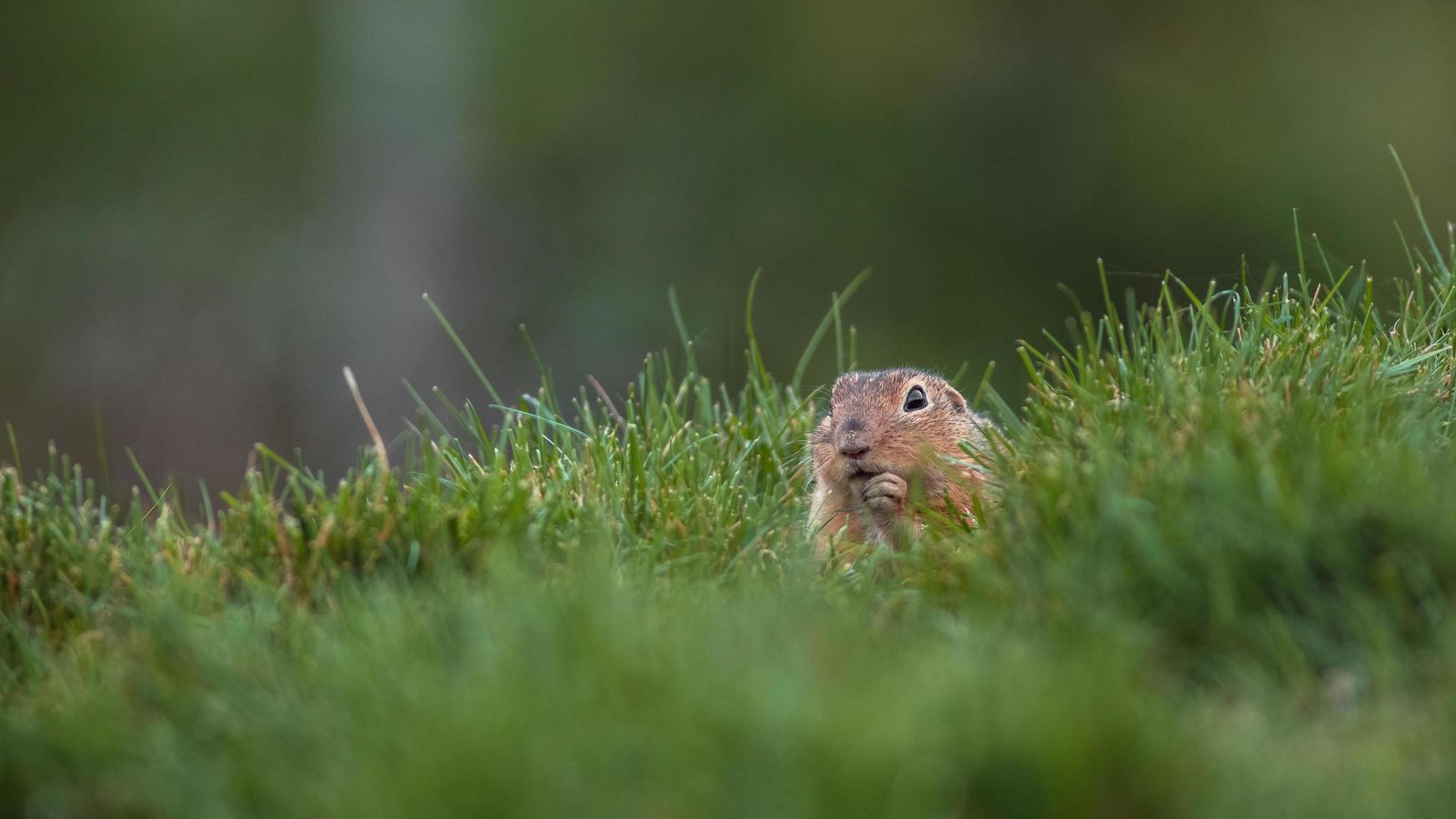 Europäisches Grundeichhörnchen foto