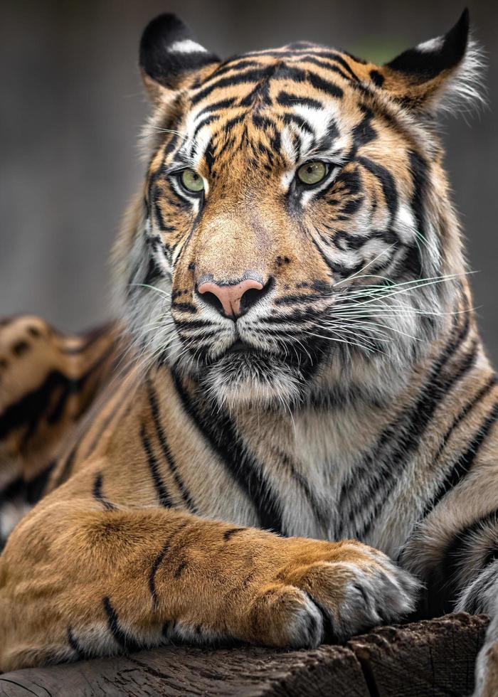 Porträt des Sumatra-Tigers foto