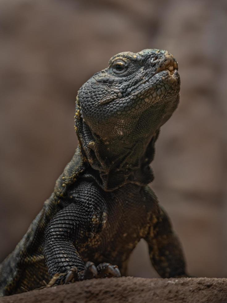 Porträt von Uromastyx Acanthinura foto