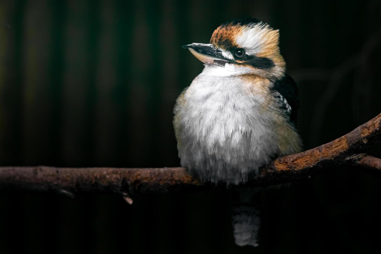 Porträt des Lachens Kookaburra foto
