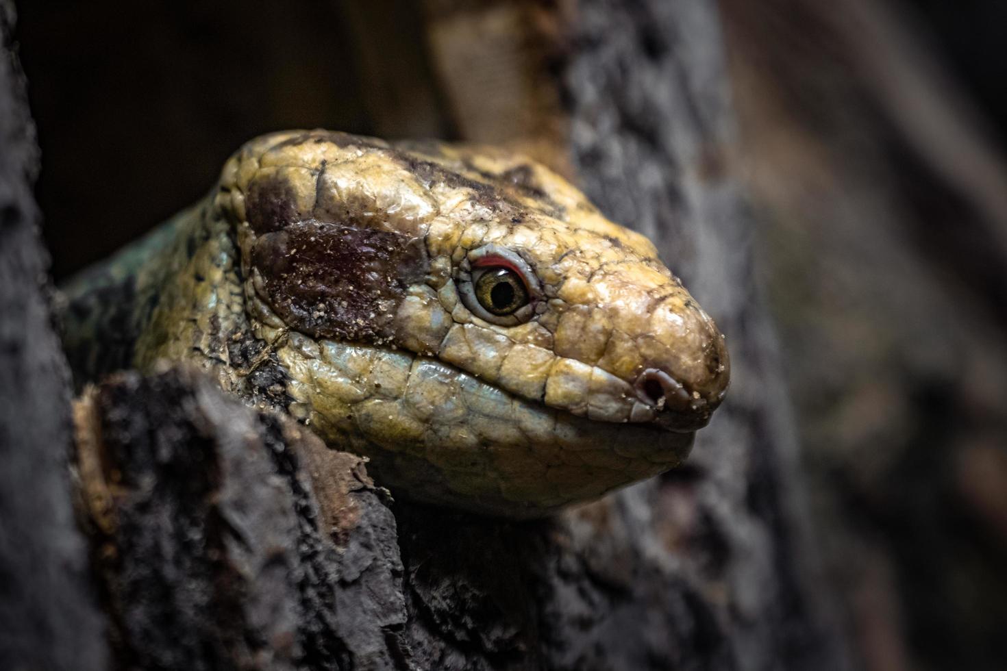 Salomonen Skink foto