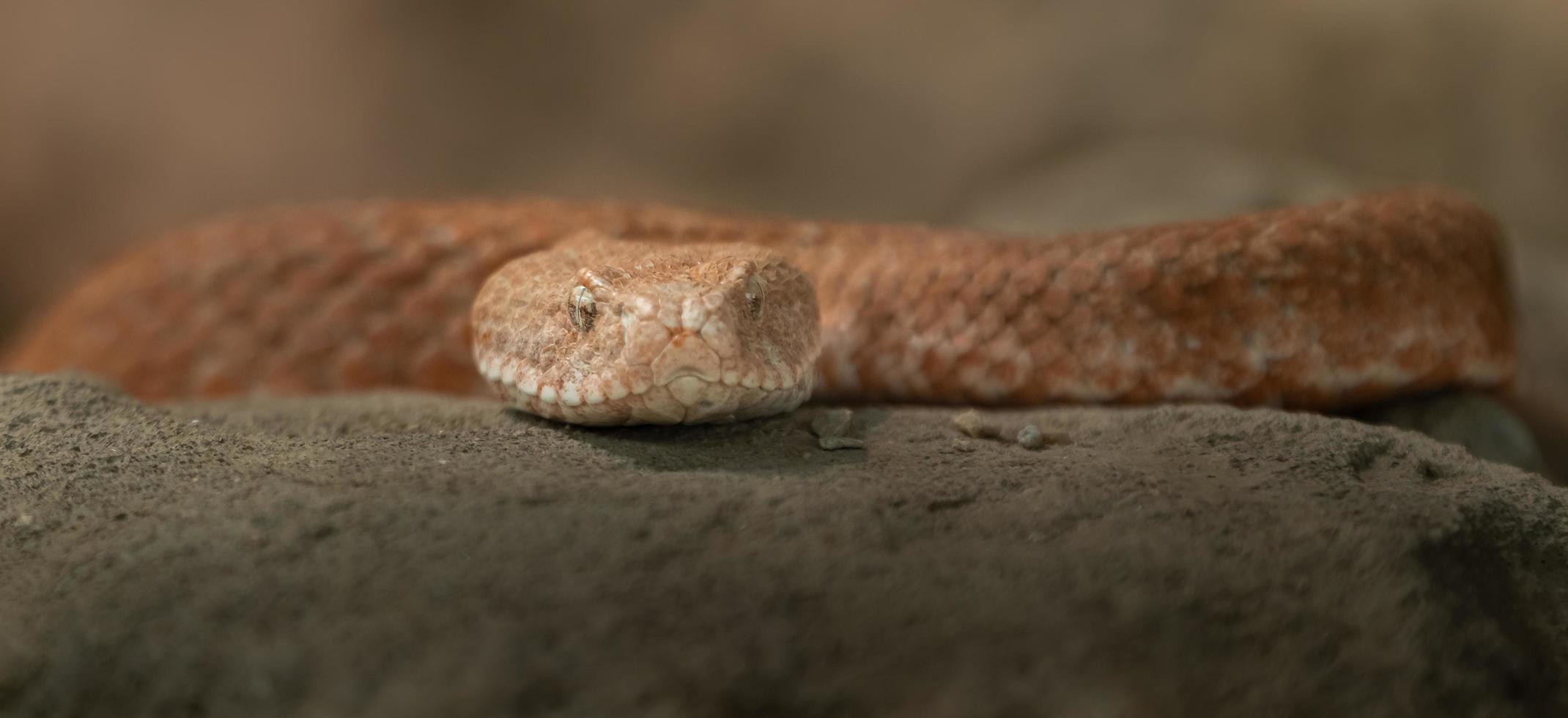 Kykladen stumpfe Nasenotter foto