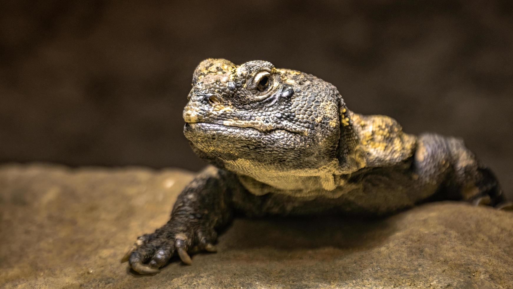 Porträt von Uromastyx Acanthinura foto