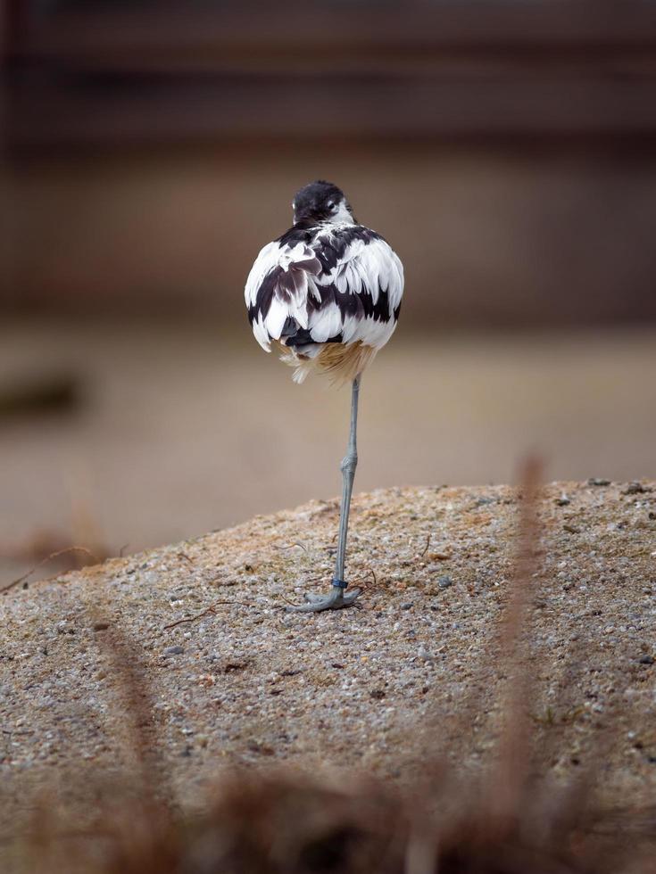 gescheckter Avocet auf Sand foto