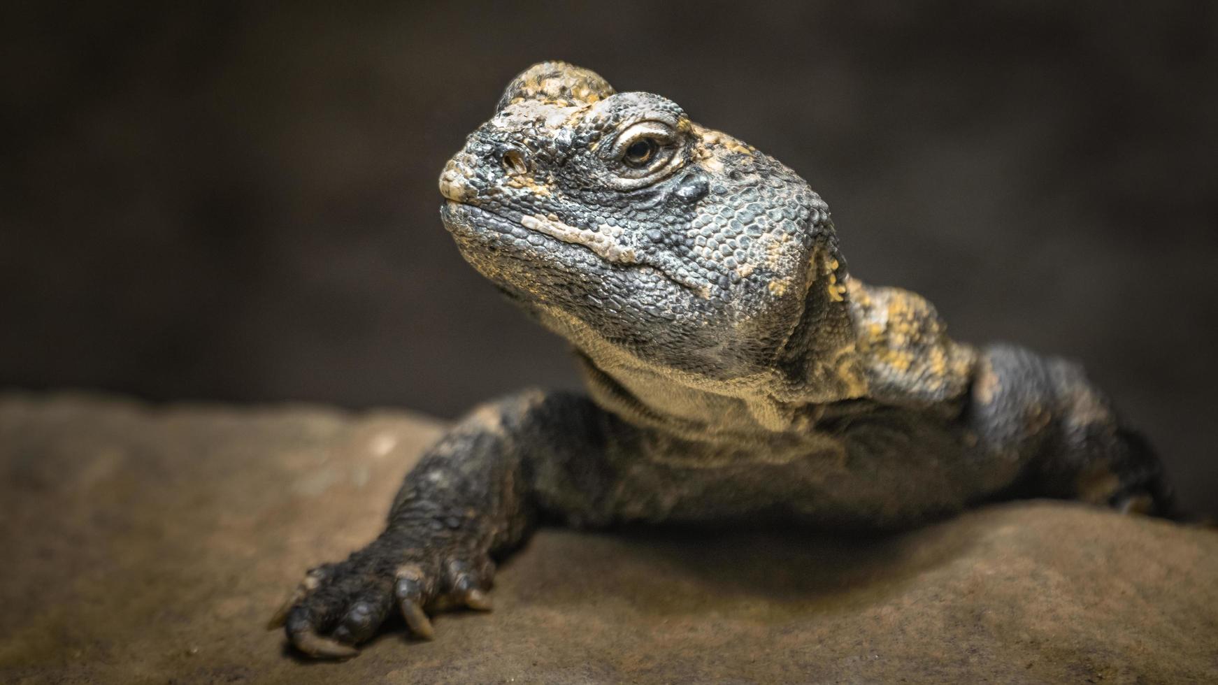 Porträt von Uromastyx Acanthinura foto