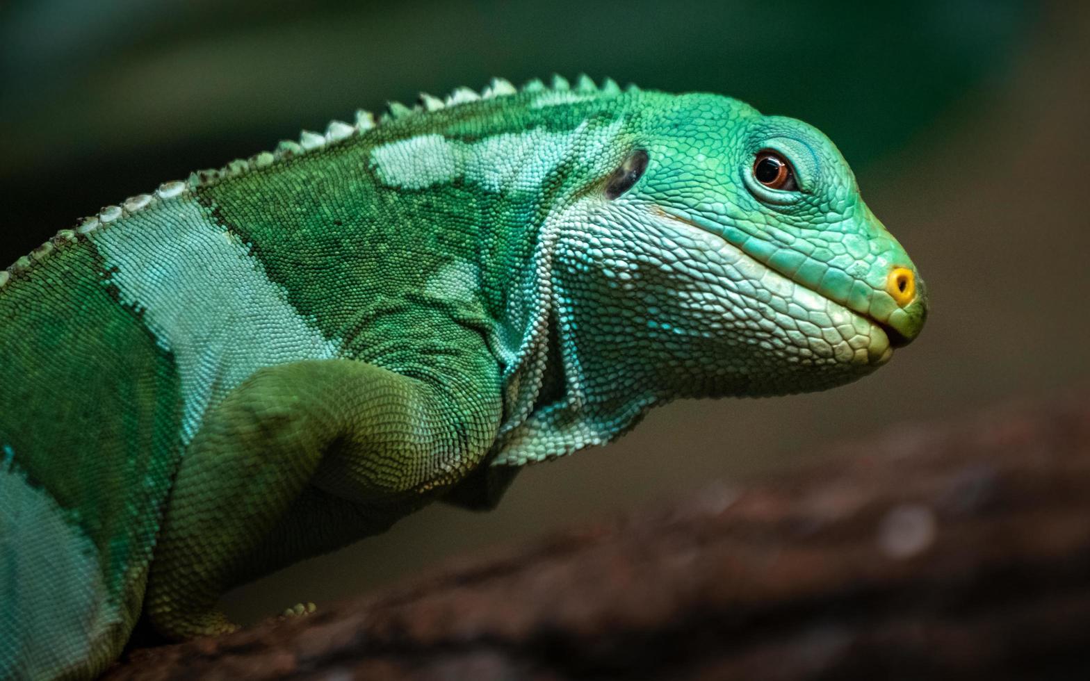 Leguan mit Fidschi-Band foto