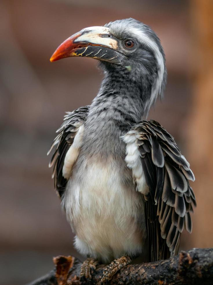 afrikanischer grauer Nashornvogel foto