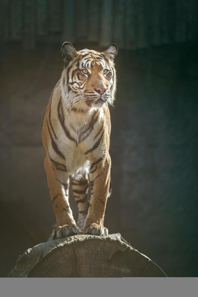 Porträt des Sumatra-Tigers foto