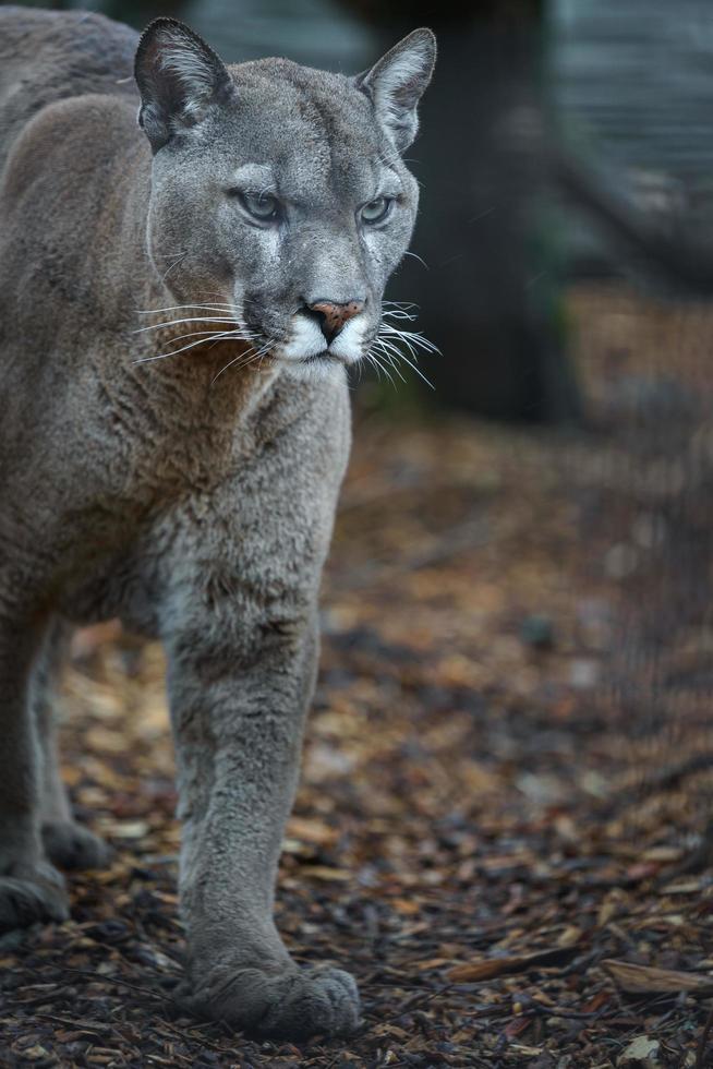 Puma im Zoo foto