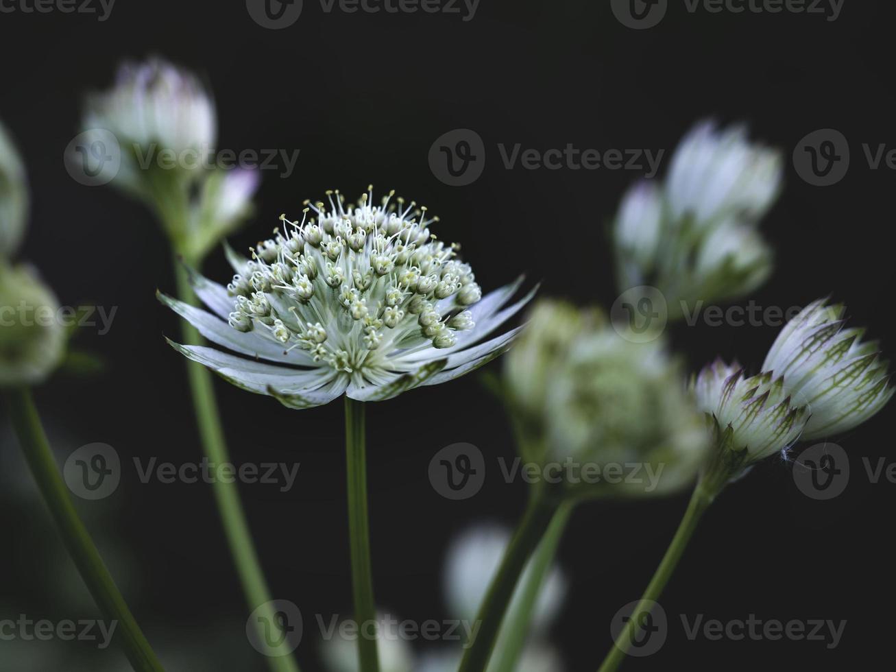 weiße große Masterwort Astrantia Major blüht im Sommer in einer schattigen Gartennahaufnahme mit selektivem Fokus und Kopierraum foto