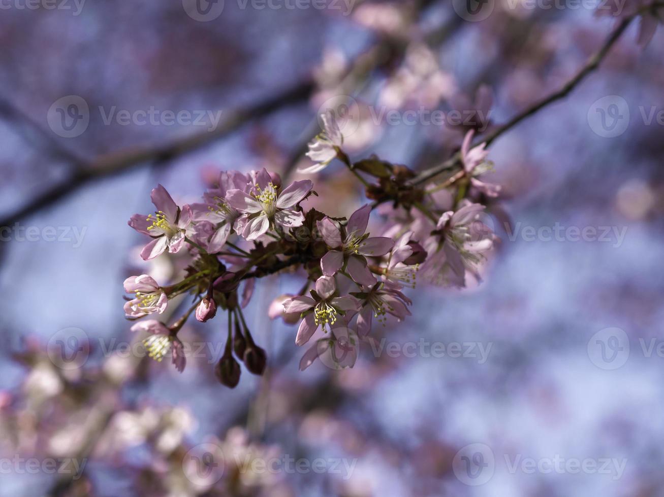 rosa Blumen des Kirschbaums, der auf einem Zweig mit blauem Himmel auf einer Hintergrundnahaufnahme mit geringer Schärfentiefe und Kopierraum blüht foto