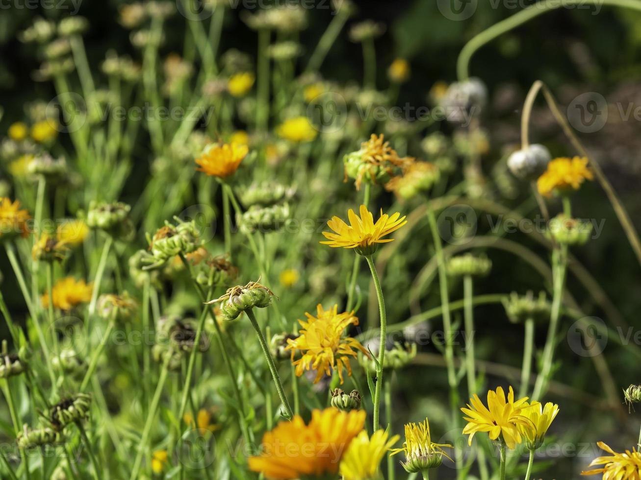 Ringelblumen calendula officinalis wachsen auf einer Wiese in der Herbstnahaufnahme mit selektivem Fokus foto