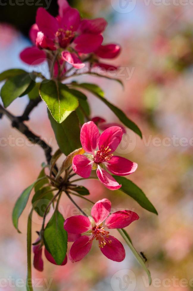 rote Blüten des blühenden Apfelbaums im Frühjahr in den Sonnenstrahlen foto