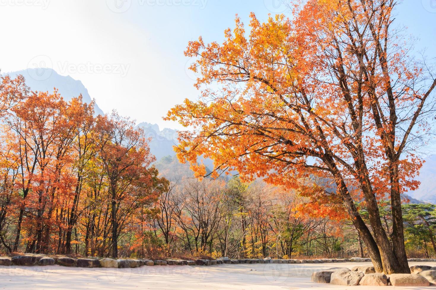 bunter Baum im Herbst bei Südkorea foto