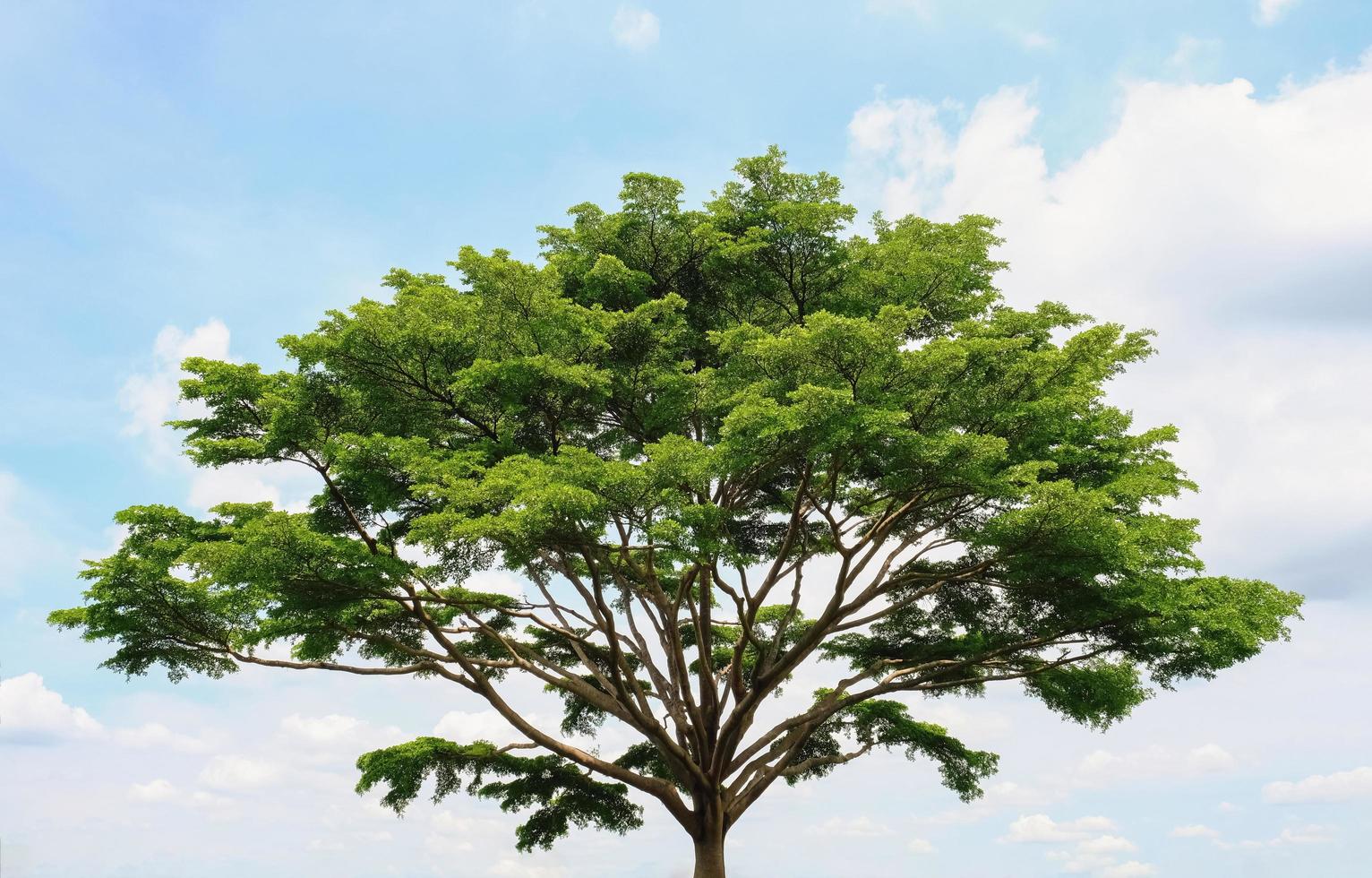 ein großer Baum gegen hellen Himmel foto