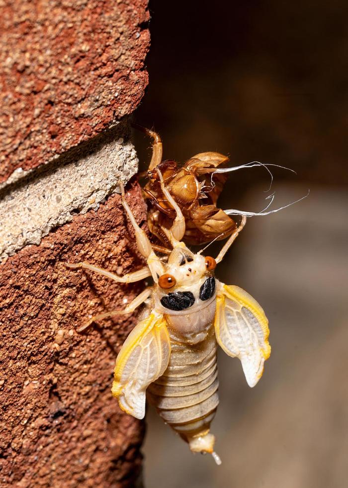 brood x cicada ist aus seinem Exoskelett hervorgegangen, volle Sicht foto