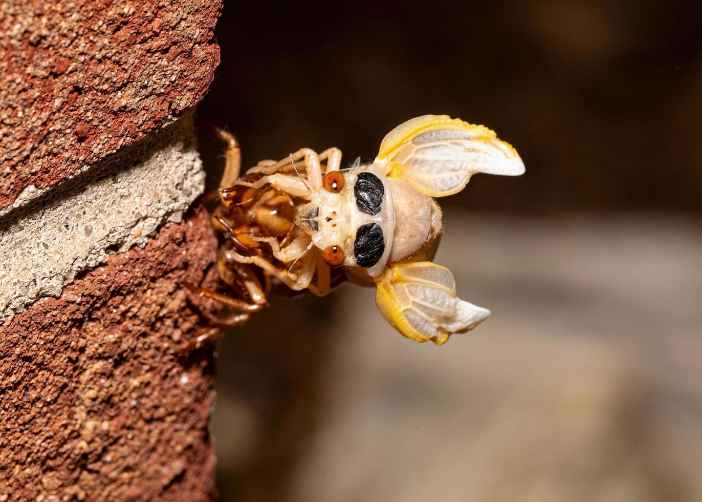 brood x cicada ist aus der Vorderansicht des Exoskeletts hervorgegangen foto